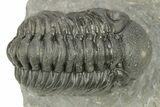 Austerops Trilobite - Visible Eye Facets #259596-3